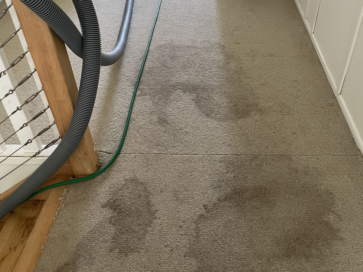 How to Treat Pet Urine Accidents Before the Pros Arrive