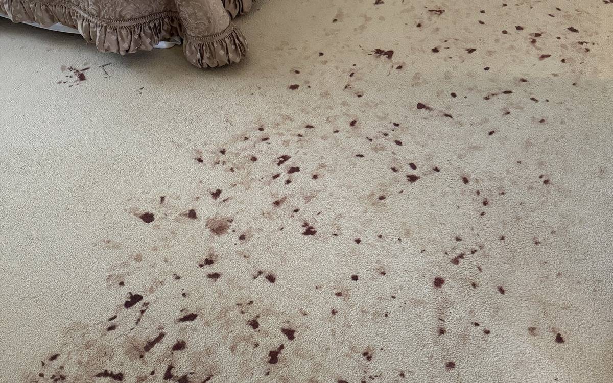 How to Clean Blood From Carpet