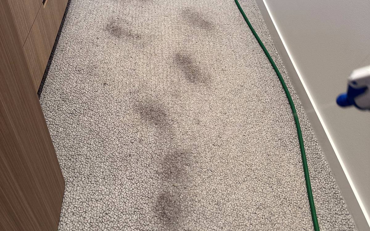 pet urine stain trail carpet Gold Coast CPH Services Gold Coast
