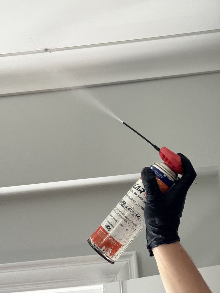 carpet cleaning Labrador CPH Services Gold Coast