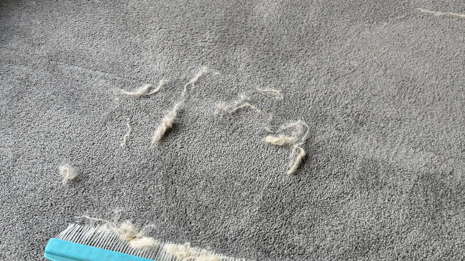 How to Prepare Your Home Before a Carpet Clean