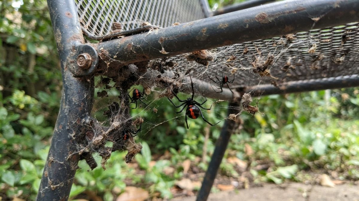 Redback Spiders Gold Coast